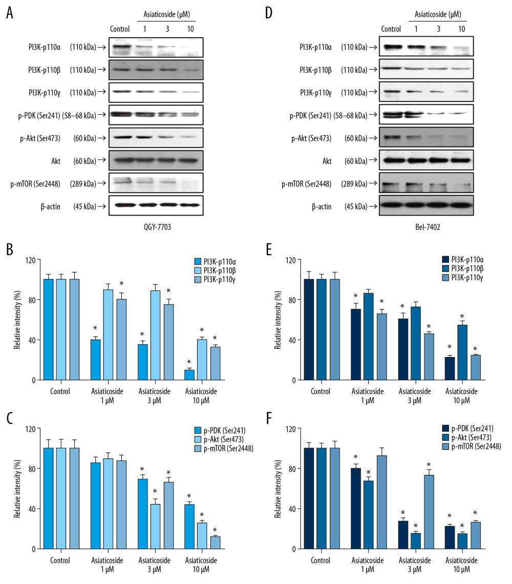 Asiaticoside inhibited PI3K/Akt pathways in QGY-7703 and Bel-7402 cells. (A) Protein bands showed alteration of key proteins in PI3K/Akt pathways after asiaticoside treatment for 48 h in QGY-7703 cells. (B, C) The relative intensity of protein expression of PI3K subunits p110α, p110β, and p110γ, and p-PDK, p-Akt, and p-mTOR after treatment with asiaticoside for 48 h in QGY-7703 cells. (D) Protein bands showed alteration of key proteins in PI3K/Akt pathways after asiaticoside treatment for 48 h in Bel-7402 cells. (E, F) The relative intensity of protein expression of PI3K subunits p110α, p110β, and p110γ, and p-PDK, p-Akt, and p-mTOR after treatment with asiaticoside for 48 h in Bel-7402 cells. Data are presented as mean±SD, which are representative of at least 3 independent experiments.