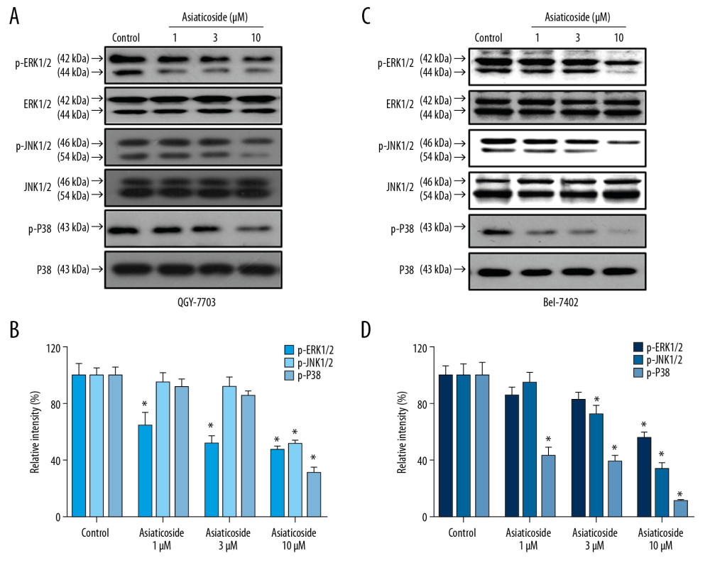 Asiaticoside inhibited MAKPs pathways in QGY-7703 and Bel-7402 cells. (A) Protein bands showed alteration of key proteins in MAKPs pathways after asiaticoside treatment for 48 h in QGY-7703 cells. (B) The relative intensity of protein expression of MAPKs key proteins after treatment with asiaticoside for 48 h in QGY-7703 cells. (C) Protein bands showed alteration of key proteins in MAKPs pathways after asiaticoside treatment for 48 h in Bel-7402 cells. (D) The relative intensity of protein expression of MAPKs key proteins after treatment with asiaticoside for 48 h in Bel-7402 cells. Data are presented as mean±SD, which are representative of at least 3 independent experiments.