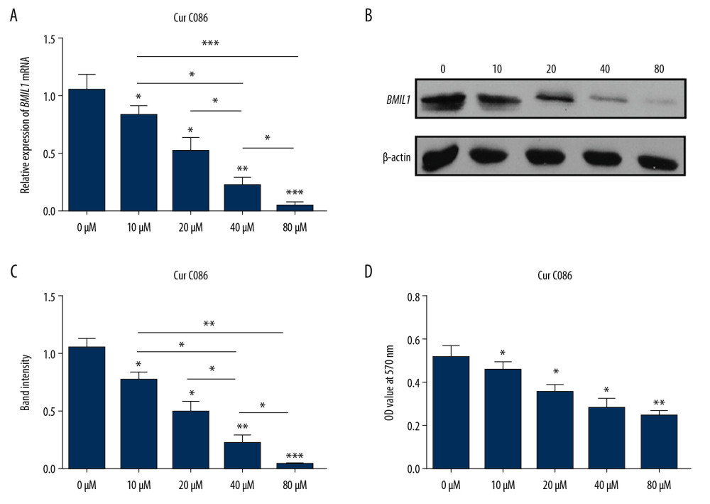 Expression of BMIL1 was inhibited by curcumin C086 in MG-63 cells. Levels of expression of BMIL1 mRNA (A) and protein (B, C) were downregulated by treatment with different concentrations of curcumin C086. (D) Curcumin C086 suppressed proliferation of MG-63 cells, as analyzed in MTT experiments. All data are presented as the mean±SEM. * P<0.05, ** P<0.01 and *** P<0.001.