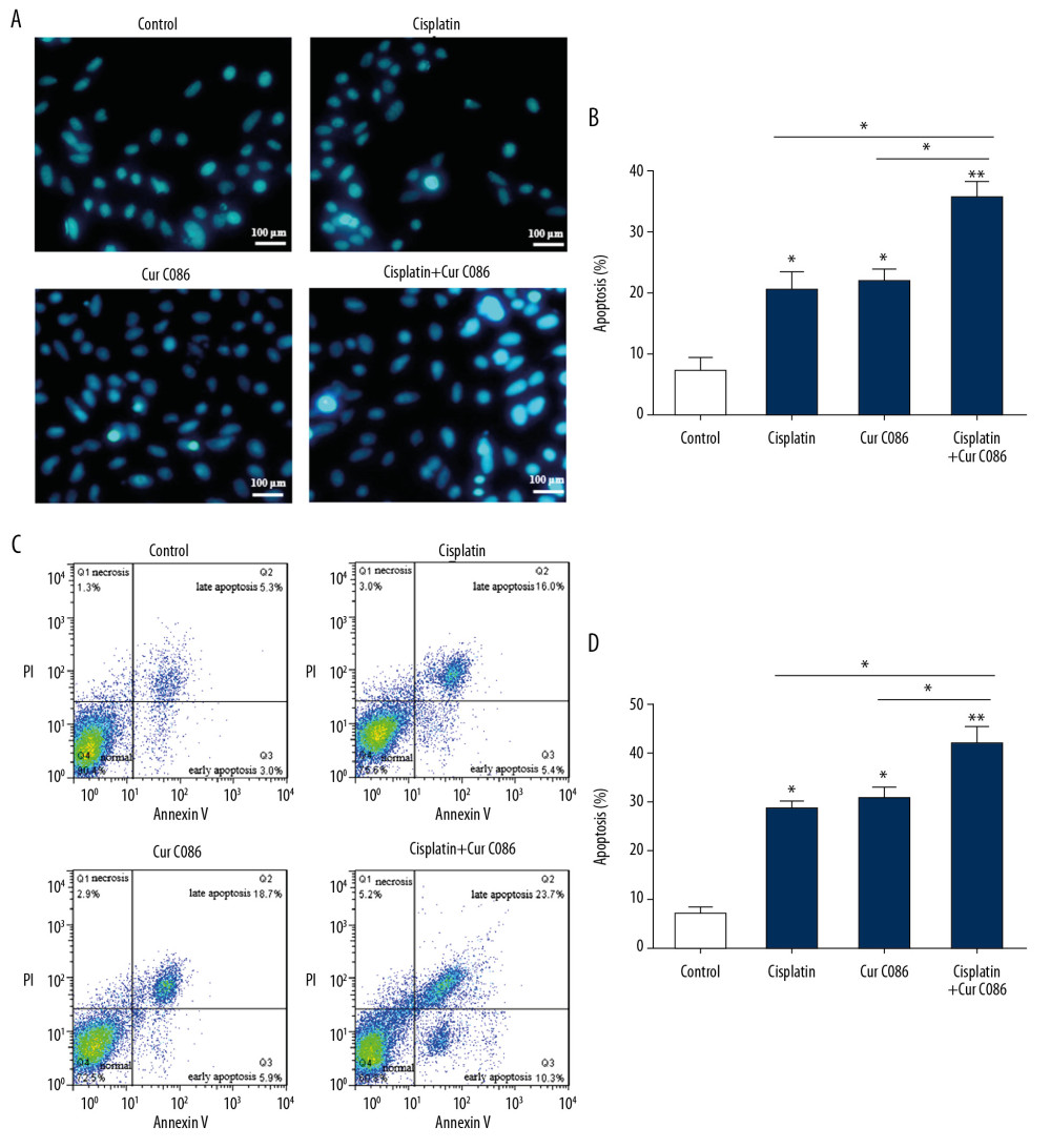 Treatment of MG-63 cells with curcumin C086+cisplatin significantly promoted apoptosis. Curcumin C086 (20 μM)+cisplatin increased apoptosis of MG-63 cells analyzed by flow cytometry (A, B) and Hoechst 33258 reagents (C, D). All images were acquired under an inverted microscope (200× magnification). Data are expressed as the mean±SEM. * P<0.05 and ** P<0.01.