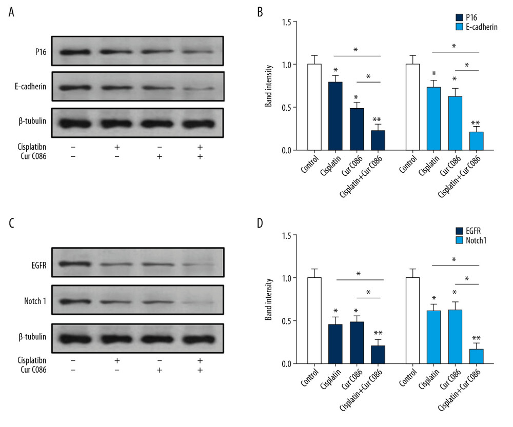 Levels of expression of P16, E-cadherin, Notch1 and EGFR in MG-63 cells were analyzed by Western blotting. (A, B) P16 and E-cadherin proteins were decreased in MG-63 cells treated with cisplatin, curcumin C086, and curcumin C086+cisplatin. (C, D) Meanwhile, Notch1 and EGFR proteins were downregulated in MG-63 cells treated with cisplatin, curcumin C086, and curcumin C086+cisplatin. Data are expressed as the mean±SEM. * P<0.05 and ** P<0.01.