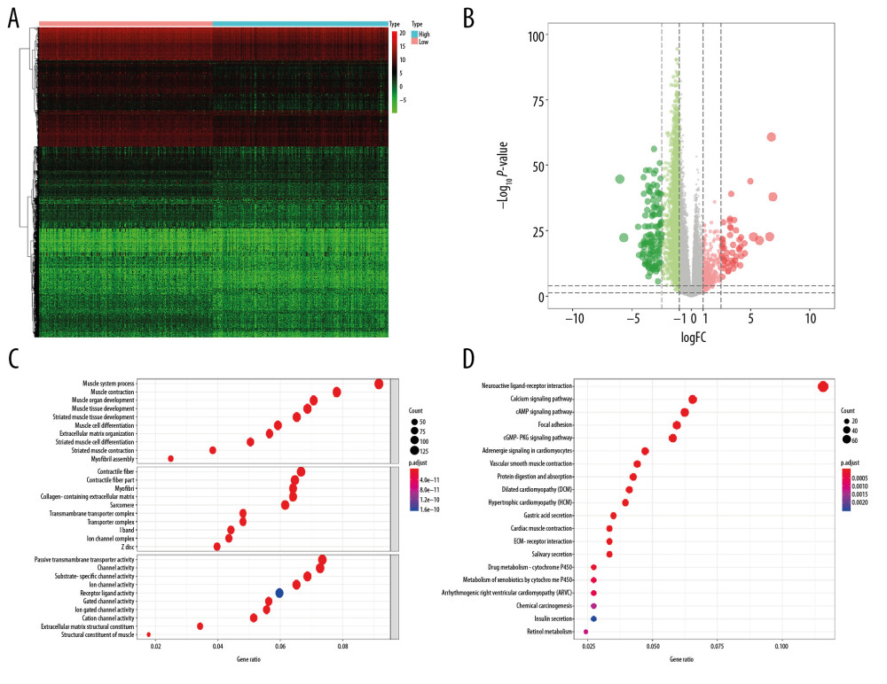The results of differential expression genes analysis and functional enrichment analysis between low mRNAsi PRAD and high mRNAsi PRAD. A total of 2462 genes including 2029 downregulated ones and 433 upregulated ones were identified as DEGs between low mRNAsi PRAD and high mRNAsi PRAD, illustrating in heatmap (A) and volcano plot (B). GO (C) and KEGG (D) terms including muscle system process, collagen–containing extracellular matrix, passive transmembrane transporter activity and neuroactive ligand–receptor interaction were identified as significantly enriched items in stemness-related DEGs, illustrating in bubble plot. PRAD – prostate adenocarcinoma; mRNAsi – mRNA expression-based stemness index; DEGs – differential expressed genes; GO – Gene Ontology; KEGG – Kyoto Encyclopedia of Genes and Genomes.