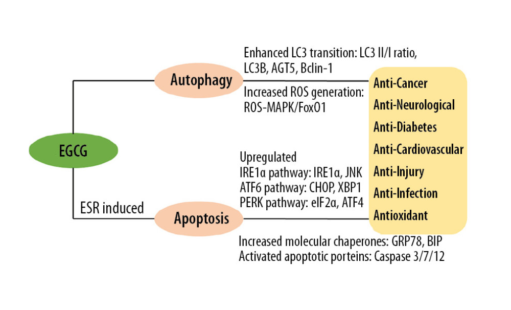 Mechanism of EGCG in autophagy and ERS-induced apoptosis in human disease. EGCG – epigallocatechin-3-gallate; ERS – endoplasmic reticulum stress; ROS – reactive oxygen species.