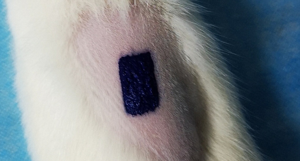The skin appearance of tattoo model in rats.