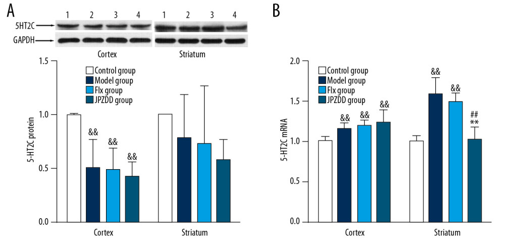 Effects of treatment on the expression levels of 5-HT2C in the cortex and striatum of Tourette syndrome (TS) and comorbid anxiety rats. Western blot and quantitative polymerase chain reaction were performed to investigate changes in the expression of 5-HT2C and the effects of JPZDD on those levels. && P<0.01 versus the control group; ## P<0.01 versus the model group; ** P<0.01 versus Flx group. (A) 5-HT2C protein expression (n=3 per group, F=20.15, P=0.01; F=3.76, P=0.14). 1=control group; 2=model group; 3=Flx group; 4=JPZDD group. (B) 5-HT2C mRNA expression (n=6 per group, F=6.54, P=0.00; F=34.14, P=0.00). Model group, TS and comorbid anxiety model group; Flx group, fluoxetine hydrochloride group; JPZDD group, Jian-pi-zhi-dong decoction group.