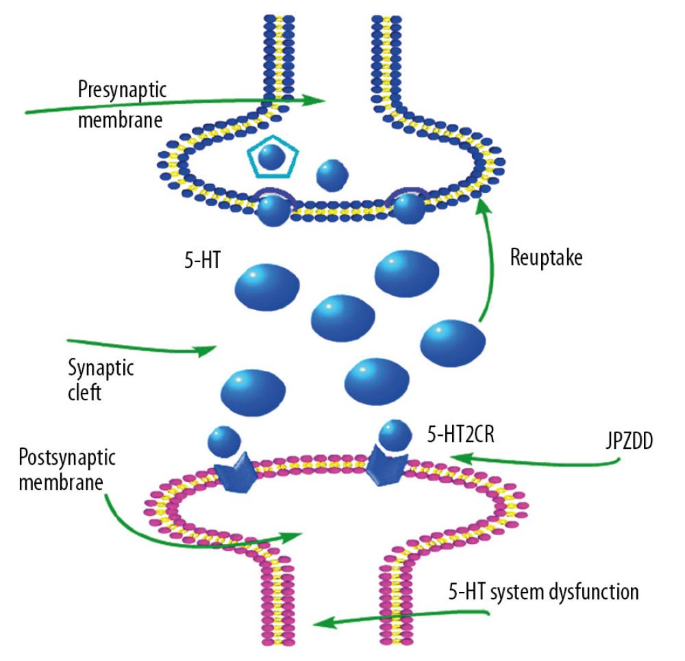 Schematic representation of JPZDD effects on 5-HT system. JPZDD exerts an anti-tic and anti-anxiety effect on the 5-HT system in a rat model of Tourette syndrome (TS) and comorbid anxiety mainly by inhibiting the expression of 5-HT2C mRNA in the striatum, improved the relative deficiency of 5-HT, and further enhanced the excitability of 5-HT system. 5-HT, serotonin; 5-HT2CR, 5-HT type 2C receptor; JPZDD, Jian-pi-zhi-dong decoction.