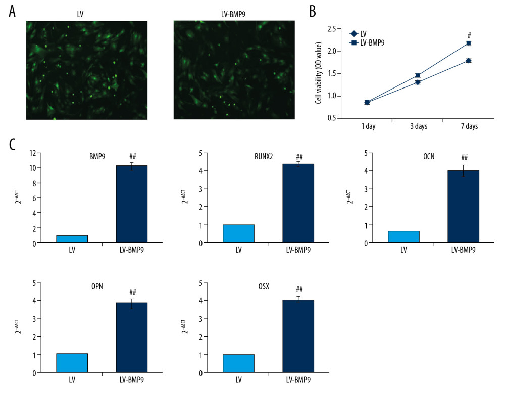 The LV-BMP9 infection enhanced cell viability and upregulated mRNA transcriptions of osteogenic factors (BMP9, RUNX2, OCN, OPN, OSX) in BMSCs. (A) Determination of LV or LV-BMP9 infection efficacy in BMSCs by immunofluorescence assay. (B) LV-BMP9 infection increased cell viability of BMSCs. (C) Expression of osteogenic factors, including BMP9, RUNX2, OCN, OPN, and OSX, was increased in LV-BMP9-infected BMSCs. # p<0.05 and ## p<0.01 versus the values of LV group. BMSCs – bone mesenchymal stem cells; RUNX2 – runt-related transcription factor 2; OCN – osteocalcin; OPN – osteopontin; OSX – osterix; BMP9 – bone morphogenetic protein.