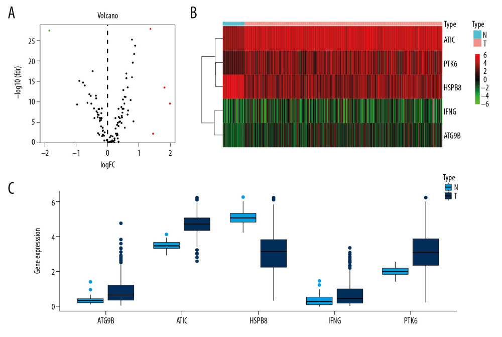 Differentially expressed APRGs between lung carcinoma and normal tissues. (A) The volcano plot of 5 differentially expressed APRGs. The red dots represent the level of high expression and the green dots represent the level of low expression. (B) Heatmap of 5 differently expressed APRGs. The depth of red represents the level of high expression, and the depth of green represents the level of low expression. (C) The boxplot of 5 differentially expressed APRGs. Abbreviations: APRGs, autophagy-pathway-related genes.