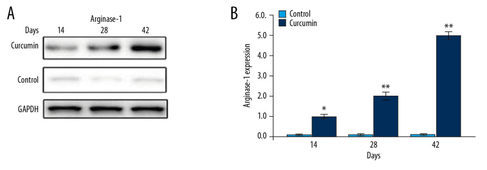 Effect of curcumin on expression of arginase-1 in Gr-1+ cells. The rats were treated with curcumin immediately following trauma. (A) The expression of arginase-1 was measured by western blotting. (B) Quantification of western blotting data. * P<0.05 and ** P<0.02 versus model (control).