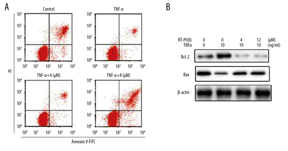 Effect of RT-Pt(II) on MH7A cell apoptosis. The RT-Pt(II) exposed cells at 4 and 12 μM concentrations were treated with TNF-α at 48 h. (A) The cellular apoptosis at 72 h of RT-Pt(II) treatment was analyzed by flow cytometry. (B) The protein expression at 72 h of RT-Pt(II) treatment was assessed by western blotting.