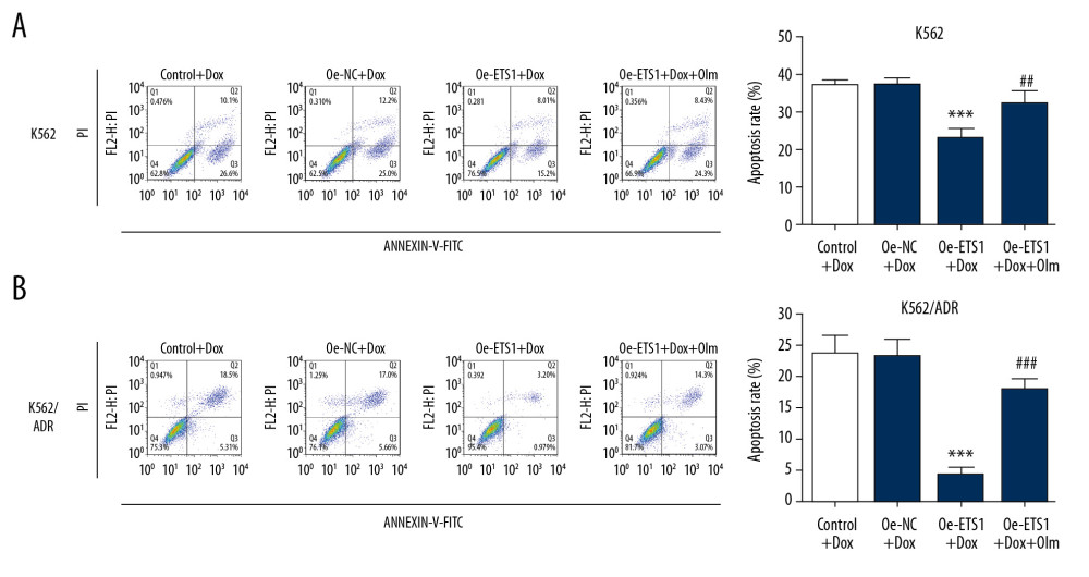 The effect of olmutinib on apoptosis rate in K562 and K562/ADR cell lines overexpressing ETS1. Cell apoptosis of K562 (A) and K562/ADR (B) cells in different groups was assessed by flow cytometry (n=3). *** P<0.001 vs. Oe-NC+Dox; ## P<0.01 and ### P<0.001 vs. Oe-ETS1+Dox. Oe-NC – overexpression-negative control; Oe-ETS1 – overexpression-ETS1; Dox – doxorubicin; Olm – olmutinib.