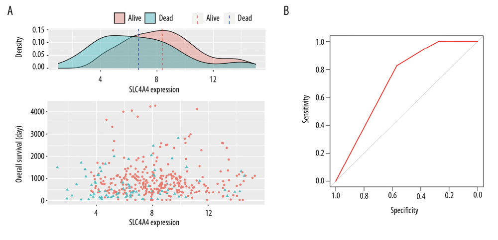 Relationship between SLC4A4 expression and overall survival. (A) Distribution of SLC4A4 expression and overall survival (OS). (B) Receiver operating characteristic (ROC) curve of SLC4A4 concentration distinguishing colon adenocarcinoma tissues from normal tissues.