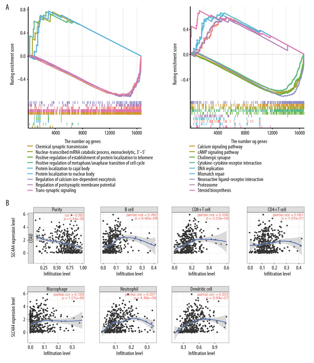 The results of GSEA and the correlation between SLC4A4 and TIICs. (A) The results of GSEA in the GO database (left) and the KEGG database (right). (B) Correlations between SLC4A4 expression and tumor-infiltrating immune cells.