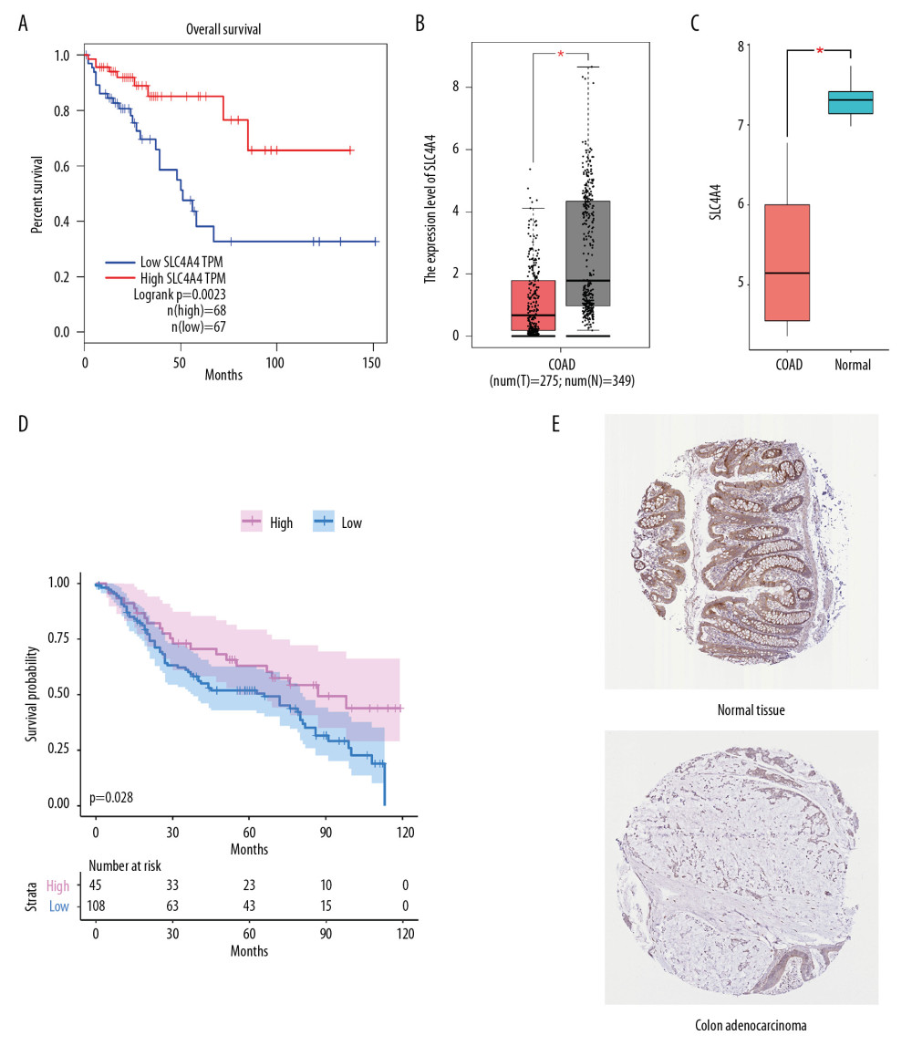 Validation from GEPIA and HPA. (A) Kaplan Meier analysis of the relationship between overall survival (OS) and SLC4A4 expression in GEPIA. (B, C) Levels of SLC4A4 expression in colon adenocarcinoma (COAD) and normal colon tissue in (B) GEPIA and (C) the GSE32323 cohort. (D) Kaplan Meier analysis of OS as a function of SLC4A4 expression in the GSE41258 cohort. (E) Immunohistochemical analysis of the expression of SLC4A4 protein in colon adenocarcinoma and normal colon tissue.