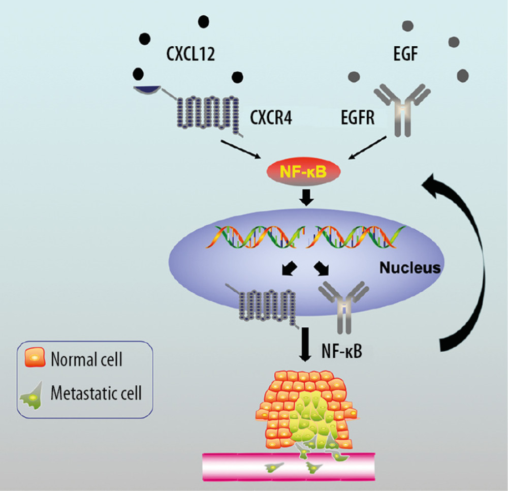A working model for amplified cross-talk between CXCR4 and EGFR to promote gastric cancer metastasis. A positive feedback loop of CXCR4/EGFR-NF-κB-CXCR4/EGFR exists in the gastric cancer signaling network, which ultimately increases gastric cancer cellular metastasis.