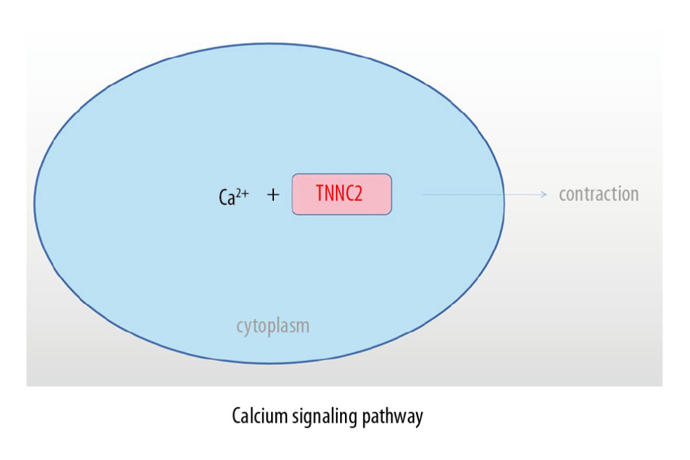Role of TNNC2 in calcium signaling pathway.