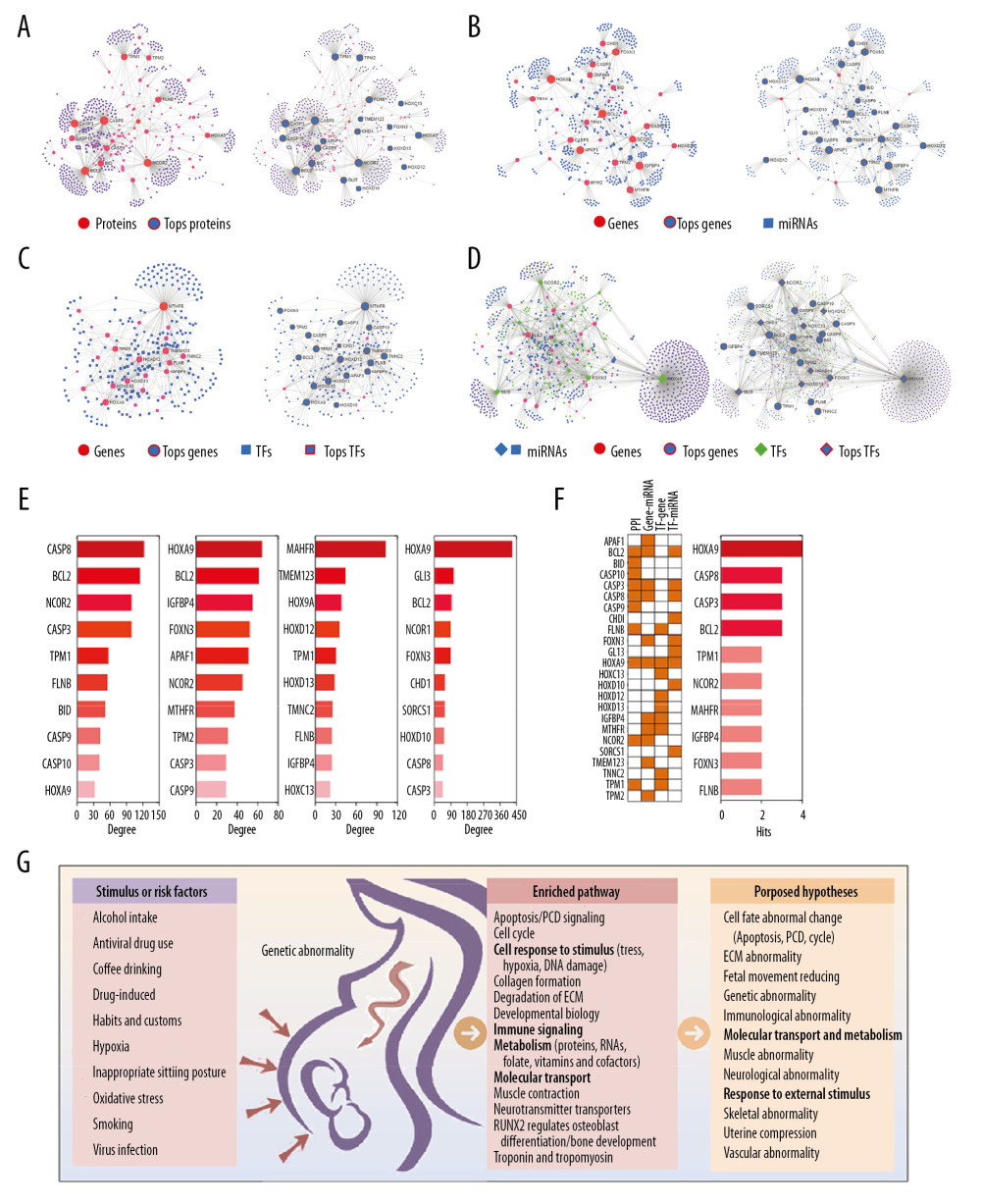 Protein-protein Interactions (PPI) and Gene Regulatory Networks (GRN) of the candidate genes by NetworkAnalyst. (A) Generic PPI. (B) Gene-miRNA Interactome. (C) Transcription factor (TF)-gene interaction database. (D) TF-miRNA coregulatory interaction. Right was the top 10 genes in the 4 aforementioned interactions in A–D. (E) Top 10 interactions. The order from left to right is PPI, Gene-miRNA, TF-gene interaction, and TF-miRNA coregulatory interaction. (F) The distribution and frequency of the top 10 genes in the 4 aforementioned interactions. Left: distribution. Right: frequency. (G) Proposed theories of clubfoot.