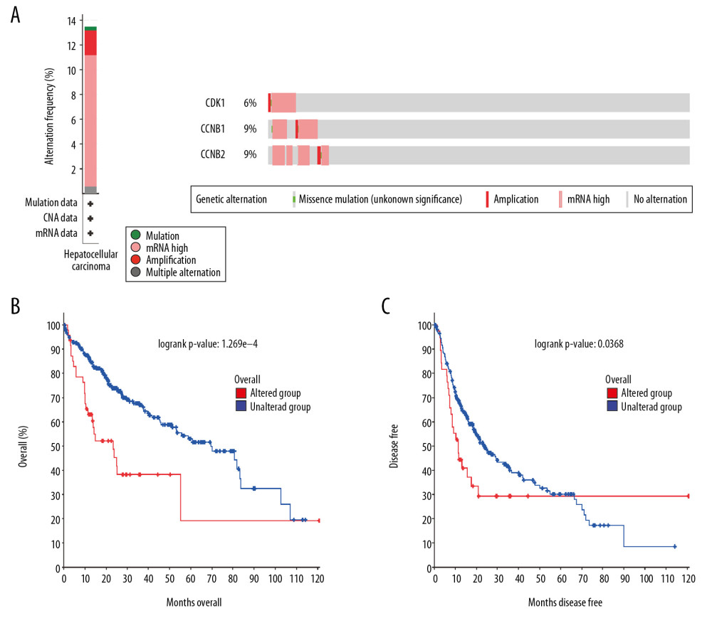 (A) CDK1, CCNB1, and CCNB2 mutation rates were 6%, 9%, and 9%, respectively. (B, C) Genetic alterations in CDK1, CCNB1, and CCNB2 were associated with shorter overall survival (OS) and disease-free survival (DFS) of HCC patients.