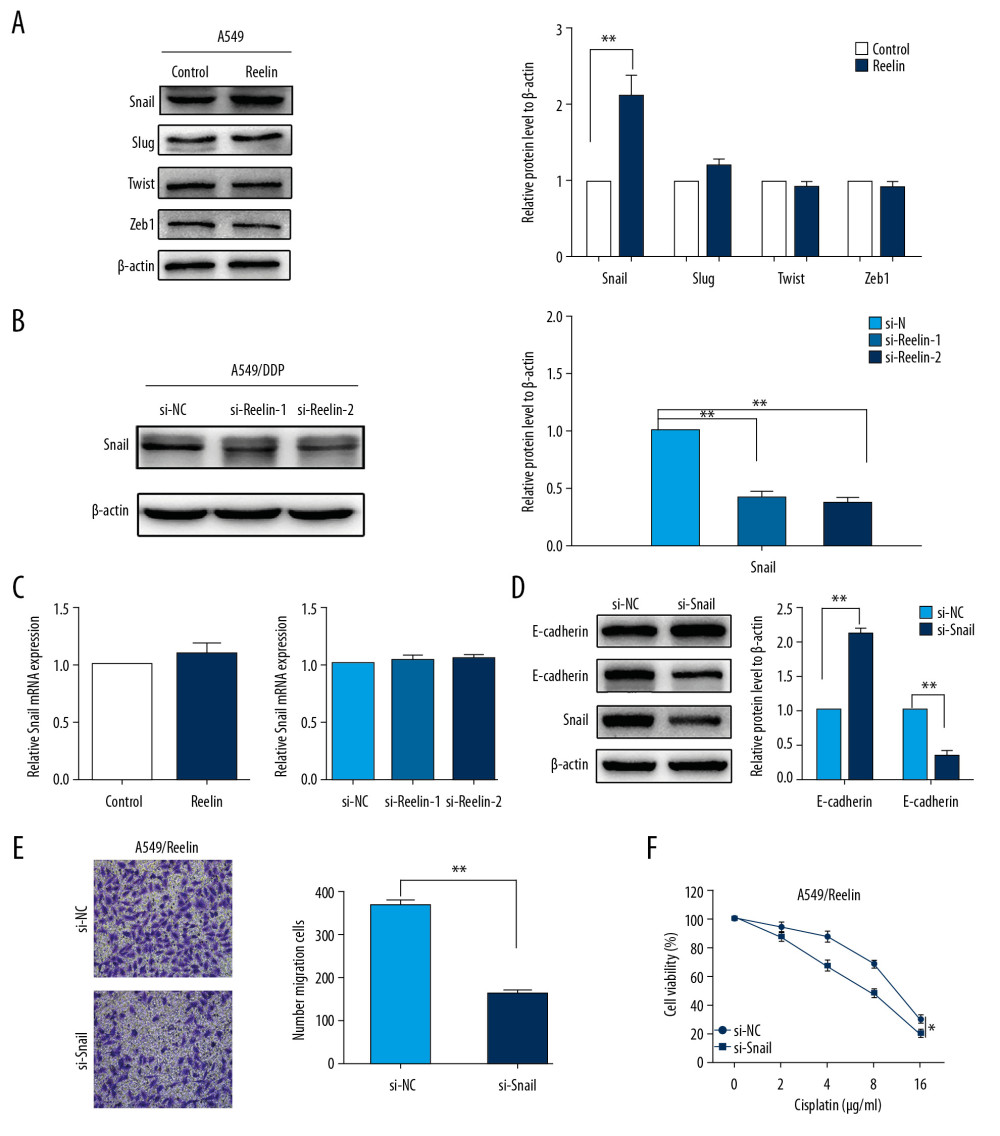 Silencing of Snail reverses the EMT phenotype and cisplatin resistance in NSCLC cells. (A) Effects of Reelin on Snail, ZEB1, Slug, and Twist expression in A549 cells were examined by western blotting. (B) Effects of Reelin on Snail expression in A549/DDP cells were examined by western blotting. (C) Snail expression were evaluated by qRT-PCR in A549 cells transfected with the Reelin expression vector and A549/DDP cells transfected with Reelin si-RNA. (D) The expressions of E-cadherin, N-cadherin, and Snail were evaluated by western blotting after Snail knockdown in A549/Reelin cells. (E) Transwell assays revealed dramatically increased migration ability of A549/Reelin cells transfected with si-Snail relative to those transfected with si-NC. (F) A549/Reelin cells were transfected with Snail siRNA, treated with cisplatin at the indicated concentrations for 48 hours, and measured for cell viability by CCK-8 assays. * P<0.05, ** P<0.01. CCK-8 – Cell Counting Kit-8.