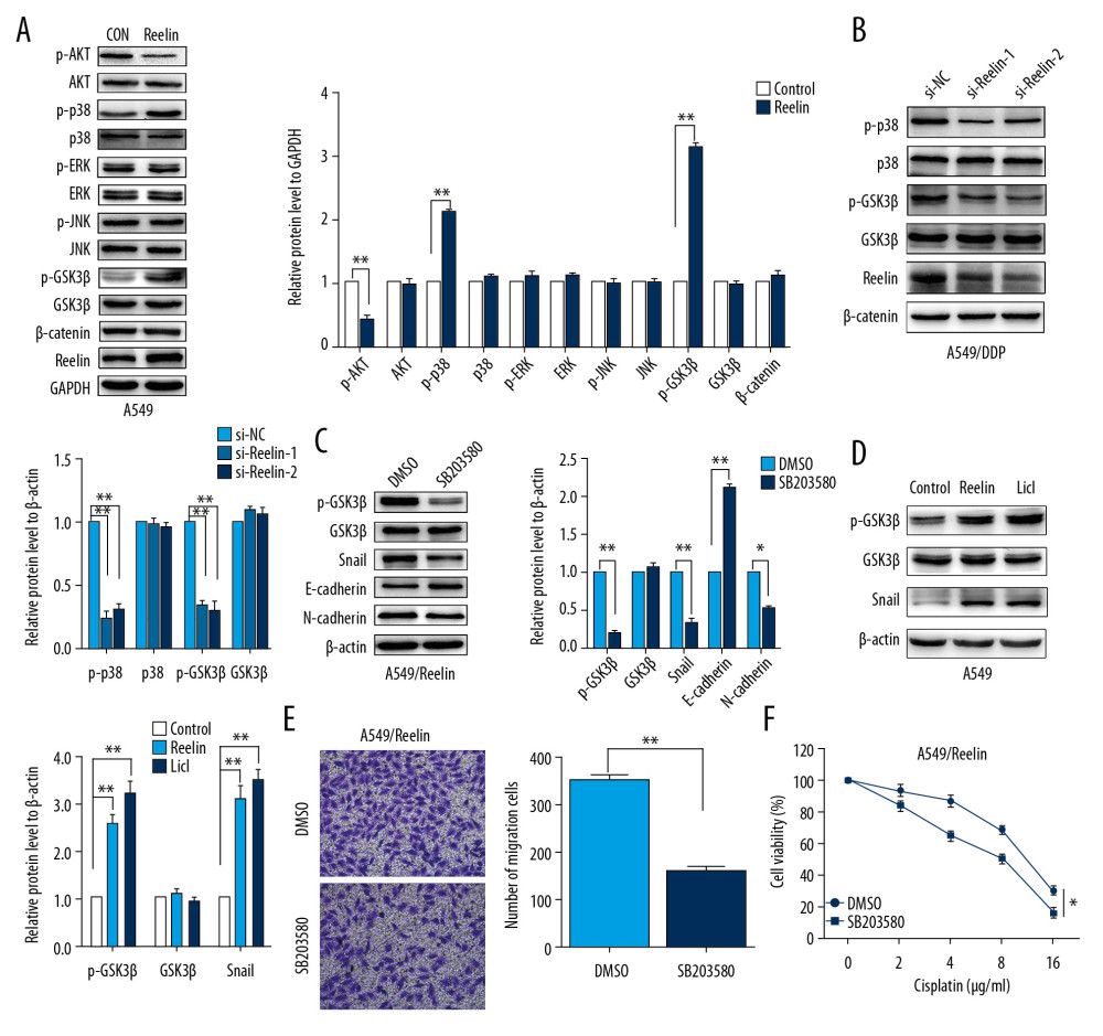 Activation of the p38/GSK3β signaling pathway is involved in Reelin-induced EMT and cisplatin resistance in A549 cells. (A) A549 cells were transfected with the Reelin expression vector, and p-AKT, p-p38, p-JNK, p-ERK, β-catenin, and p-GSK-3β were evaluated by western blotting. (B) A549/DDP cells were transfected with Reelin siRNA, and p-p38 and p-GSK-3β were evaluated by western blotting. (C) A549 cells transfected with the Reelin expression vector were treated with DMSO or p38 inhibitor SB203580 (10 μM) for 48 hours, and p-GSK3β, Snail, and EMT markers were evaluated by western blotting. (D) A549 cells were treated with LiCl (40 mM) for 6 hours. The expression of Snail and p-GSK-3β were analyzed by western blotting. (E) Cell migration was measured by Transwell migration assays. (F) Cell viability was analyzed by CCK-8 assays. * P<0.05, ** P<0.01. CCK-8 – Cell Counting Kit-8.