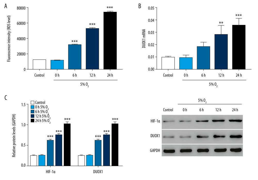 ROS was significantly increased in hypoxia-induced injury in rat primary neuron cells. (A) ROS level was detected by flow cytometry after 0, 6, 12, and 24 hours of hypoxic culture. (B) The mRNA expression of DUOX1 was detected by Q-PCR after 0, 6, 12, and 24 hours of hypoxic culture. (C) The protein expression of HIF-1α and DUOX1 was detected by western blot after 0, 6, 12, and 24 hours of hypoxic culture. * P<0.05, ** P<0.01, *** P<0.001 versus 0 hours 5% O2. ROS – reactive oxygen species; Q-PCR – quantitative polymerase chain reaction; DUOX1 – dual oxidase 1; HIF-1α – hypoxia-inducible factor-1α.