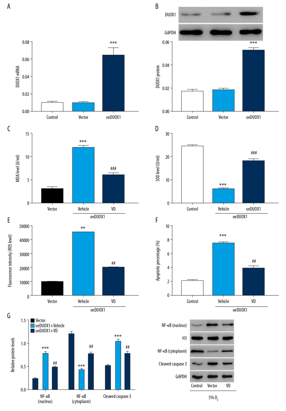 Vitamin D attenuated DUOX1-induced injury in rat primary neuron cells. (A, B) The overexpression efficiency of DUOX1 was detected by Q-PCR (A) and western blot (B). (C, D) MDA (C) and SOD (D) levels were detected by biochemical detection. (E, F) ROS level (E) and apoptosis (F) were detected by flow cytometry. (G) Protein expression of NF-κB and cleaved caspase-3 was determined by western blot. *** P<0.001 versus vector; ## P<0.01, ### P<0.001 versus oeDUOX1+vehicle. Vector: Negative control of DUOX1 overexpression; oeDUOX1: DUOX1 overexpression. DUOX1 – dual oxidase 1; Q-PCR – quantitative polymerase chain reaction; MDA – malondialdehyde; SOD – superoxide dismutase; ROS – reactive oxygen species.