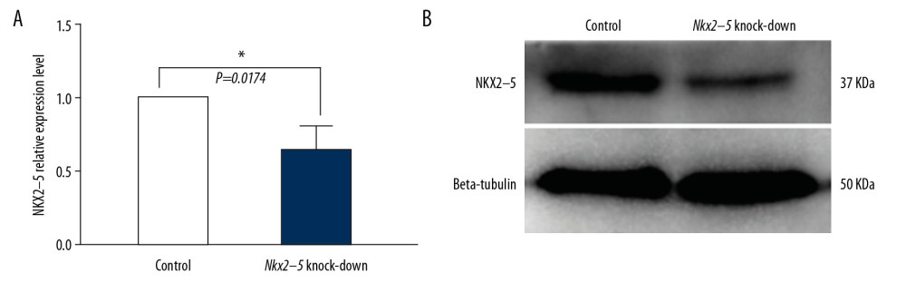 Verification of the knockdown effect of shRNA lentivirus on Nkx2–5 in H9c2 cells by quantitative reverse transcription-polymerase chain reaction (qRT-PCR) and western blot analysis, respectively. (A) qRT-PCR detection of the expression of Nkx2–5 in the control group and the Nkx2–5 knockdown group. (B) Western blot detection of the expression of Nkx2–5 in the control group and the Nkx2–5 knockdown group.