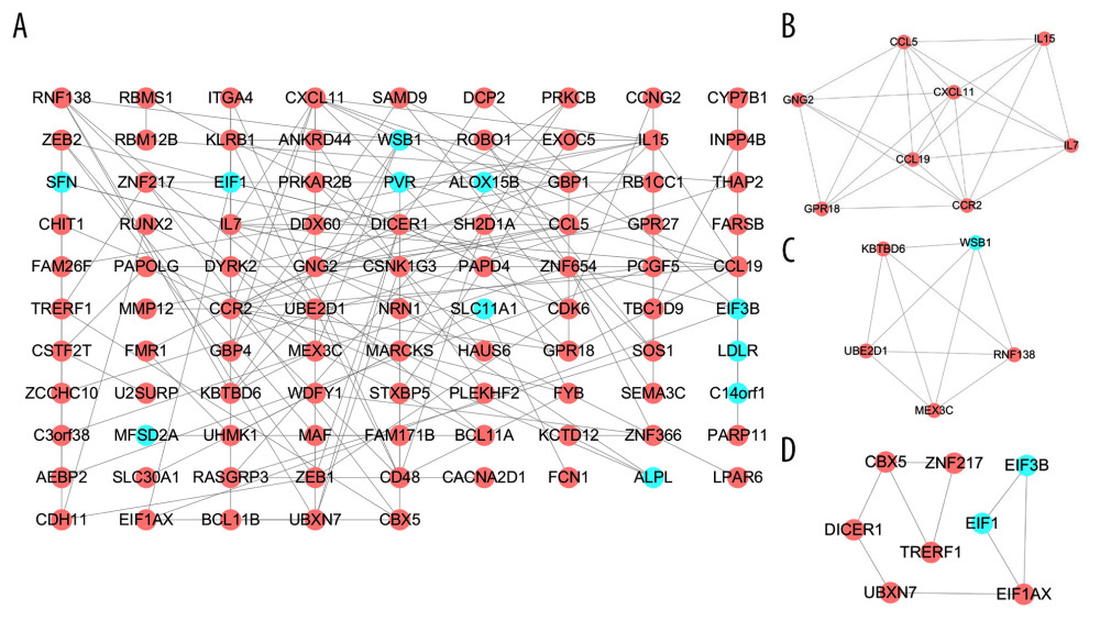 PPI network of SARC-only DEGs and modules analysis. (A) PPI network of SARC-only DEGs; (B–D) the top 3 modules of PPI network. The red nodes represent the upregulated DEGs. The blue nodes represent the downregulated DEGs. The nodes meant proteins; the edges meant the interaction of proteins. PPI – protein–protein interaction; DEG – differentially expressed genes; SARC – sarcoidosis.