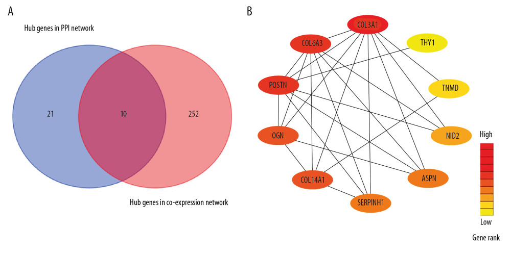 Detection of hub genes. (A) A Venn diagram presenting hub genes under coexpression and those involved in the PPI network. (B) Ten hub genes (COL3A1, POSTN, COL6A3, COL14A1, SERPINH1, ASPN, OGN, THY1, NID2, and TNMD) overlapped between the PPI and the coexpression networks. In the heat map, intensity and color of hub genes are shown at right, which represent the gene rank 1 to 10. PPI, protein-protein interaction; COL3A1 – collagen type III alpha 1 chain; POSTN – periostin; COL6A3 – collagen type VI alpha 3 chain; COL14A1 – collagen type XIV alpha 1 chain; SERPINH1 – serpin family H member 1; ASPN – asporin; OGN – osteoglycin; THY1 – Thy-1 cell surface antigen; NID2 – nidogen 2; TNMD – tenomodulin.