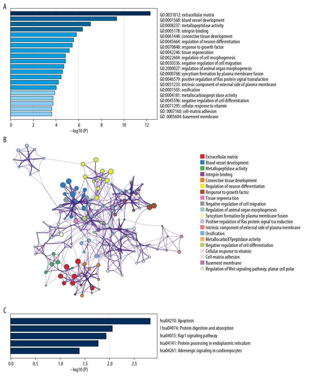 Functional enrichment and pathway analysis of DEGs by Metascape analysis. (A) Top 20 clusters functional enrichment of DEGs. (B) Interconnections between these top 20 clusters functional enrichment terms illustrated with network analysis. Nodes of the same color are representative of same cluster. (C) KEGG pathways of DEGs. KEGG, Kyoto Encyclopedia of Genes and Genomes; DEGs, differentially expressed genes.