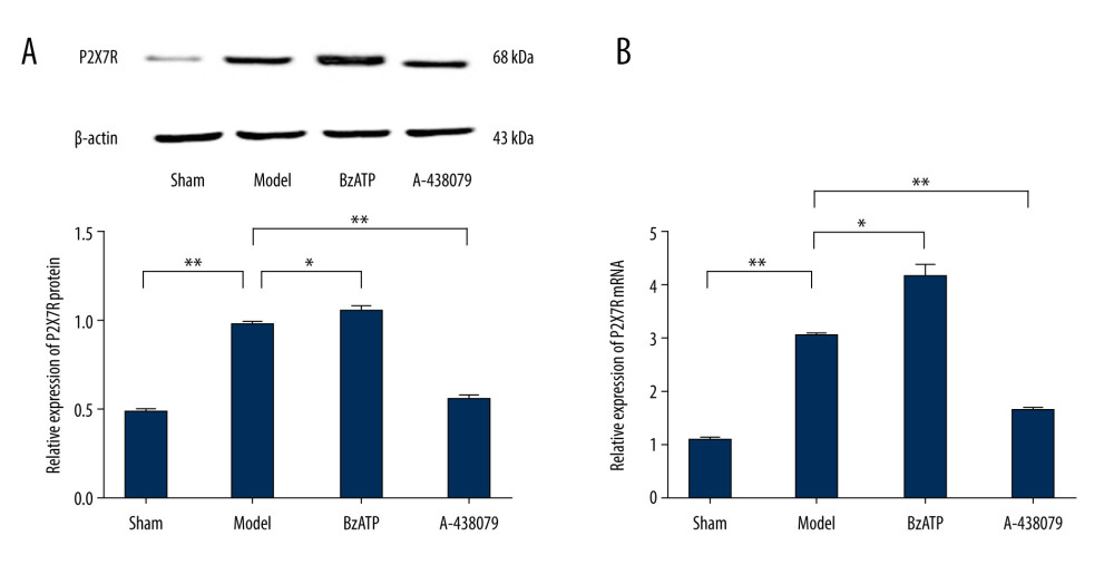 Western blot and qPCR assay were used to assess the expression of P2X7R protein and P2X7R mRNA in spinal cord. (A) Western blot assay showed that the expression of P2X7R protein in spinal cord was increased notably after spinal cord injury compared to the sham group (** P<0.01) and, compared to model group, BzATP increased the expression of P2X7R protein in spinal cord (* P<0.05) while A-438079 significantly decreased the expression of P2X7R protein in spinal cord (** P<0.01). (B) qPCR assay showed that the expression of P2X7R mRNA in spinal cord increased notably after spinal cord injury compared to the sham group (** P<0.01), and compared to the model group, BzATP increased the expression of P2X7R mRNA in spinal cord (* P<0.05) while A-438079 significantly decreased the expression of P2X7R mRNA in spinal cord (** P<0.01).
