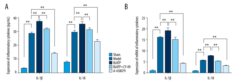 P2X7R of microglia in spinal cord-mediated neuroinflammation after spinal cord injury. (A) ELISA showed that, compared to the sham group, the expression of IL-1β and IL-18 in the spinal cord were significantly increased after spinal cord injury (** P<0.01) and, compared to the model group, A438079 significantly inhibited the expression of IL- 1β and IL-18 (** P<0.01) and BzATP significantly increased the expression of IL- 1β and IL-18 (** P<0.01), which was strongly inhibited by CY-09 (** P<0.01). (B) qPCR assay showed that, compared to the sham group, the expression of IL-1β mRNA and IL-18 mRNA in the spinal cord was significantly increased after spinal cord injury (** P<0.01) and, compared to the model group, A438079 significantly inhibited the expression of IL-1β mRNA and IL-18 mRNA (** P<0.01), and BzATP significantly increased the expression of IL-1β mRNA and IL-18 mRNA (** P<0.01), which was strongly inhibited by CY-09 (** P<0.01).