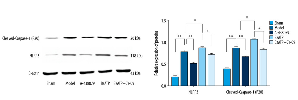P2X7R of microglia in spinal cord regulated the expression of NLRP3 and cleaved-Caspase-1 (P20). Compared to the sham group, the expression of NLRP3 and cleaved-Caspase-1 (P20) in the spinal cord significantly increased after spinal cord injury (** P<0.01) and, compared to the model group, BzATP promoted the expression of NLRP3 and cleaved-Caspase-1 (P20) (* P<0.05), which was inhibited by CY-09 (* P<0.05), while A-438079 notably reduced the expression of NLRP3 and cleaved-Caspase-1 (P20) (** P<0.01).