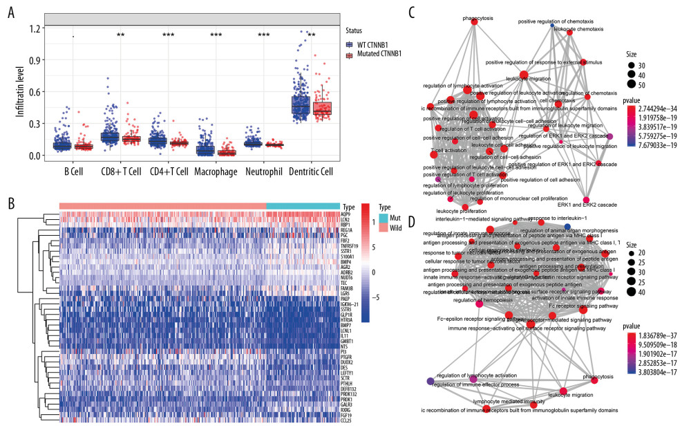 Identification of differential expressed immune-related genes (DEIRGs) between with and without CTNNB1 mutation HCC in TCGA. (A) Boxplot of immune cell infiltration in with and without CTNNB1 mutation HCC patients (P-value significant codes: 0< *** <0.001< ** <0.01< * <0.05). (B) Heatmap of DEIRGs in the significantly enriched gene sets in CTNNB1-mutant HCC. (C) The biological process Enrichment Map of DEIRGs upregulated in the WT-CTNNB1. (D) The biological process Enrichment Map of DEIRGs upregulated in the mutated-CTNNB1.
