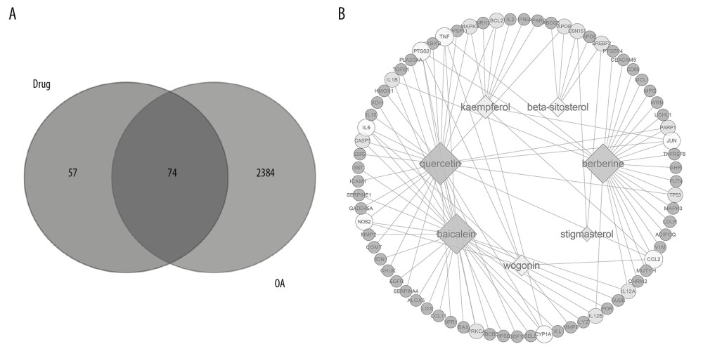 Venn analysis and network analysis of active compounds and potential targets of Achyranthes bidentata on OA. (A) The Venn diagram of target proteins of Achyranthes bidentata and OA-related targets based on the Open Targets Platform. (B) The compound-targets network diagram of Achyranthes bidentata to treat OA, the square nodes represent compounds. The circular nodes represent target proteins.