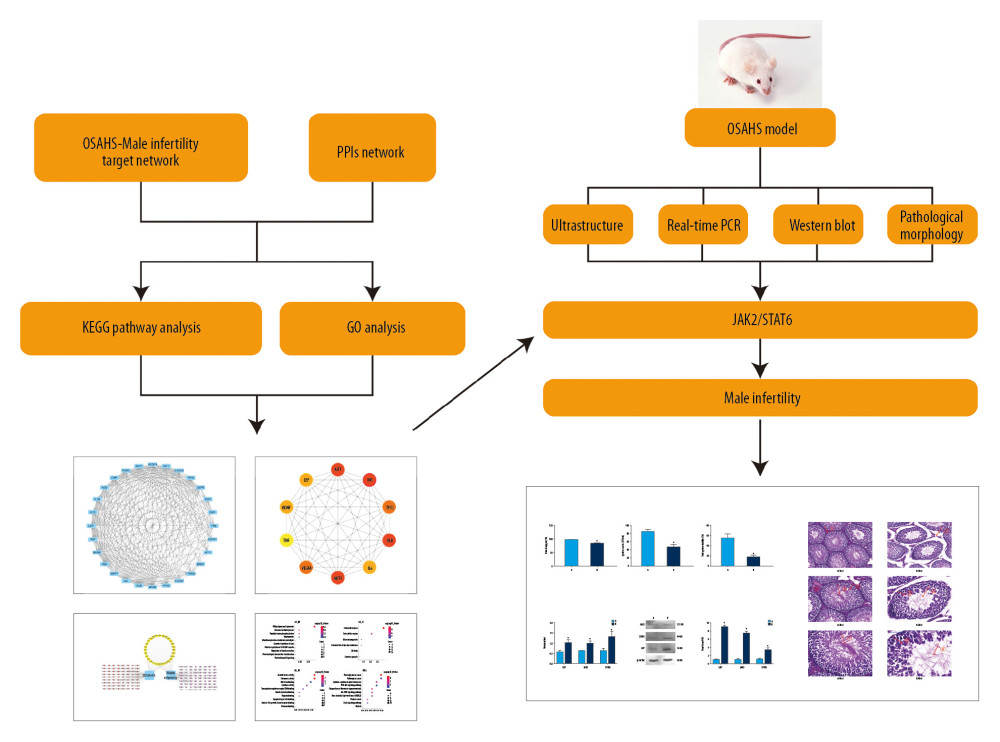 Study flowchart. Based on DAVID, we predicted the proteins and pathways associated with OSAHS and oligozoospermia. We used qPCR and Western blotting to measure expression of leptin, JAK, and STAT proteins and mRNA in the predicted pathways in rat testis cells from each group. The results of in vivo experiments were consistent with the results predicted by bioinformatic analysis. Chronic intermittent hypoxia and oligozoospermia were highly correlated with proteins in the JAK pathway. Hypoxia was able to activate the JAK2/STAT6 signaling pathway, inhibit cell proliferation, and promote apoptosis, which led to pathologic damage to rat testes and caused a reduction in the count and motility of sperm.