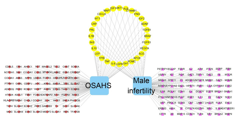 Network construction for OSAHS – male infertility. OSAHS (blue square). Male infertility (blue square). OSAHS individual targets (red rhombus). Male infertility individual targets (purple triangle). Intersecting targets (yellow circle).