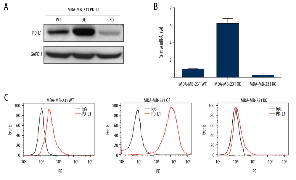 Validation for gene knock-out and over-expression of PD-L1 in cells. (A) Western blot analysis showed the total PD-L1 expression in MDA-MB-231 cells after gene knock-out and over-expression. Detection of GAPDH was used as a loading control. (B) The PD-L1 mRNA level was analyzed by RT-qPCR. The data for the qPCR experiments are expressed as the mean±SD (** P<0.005, *** P<0.001) normalized with GAPDH mRNA. (C) Flow cytometry analysis of PD-L1 expression on the plasma membrane (anti-PD-L1 antibody, red; IgG, black). GAPDH – glyceraldehyde 3-phosphate dehydrogenase; RT-qPCR – Real-time quantitative PCR analysis.
