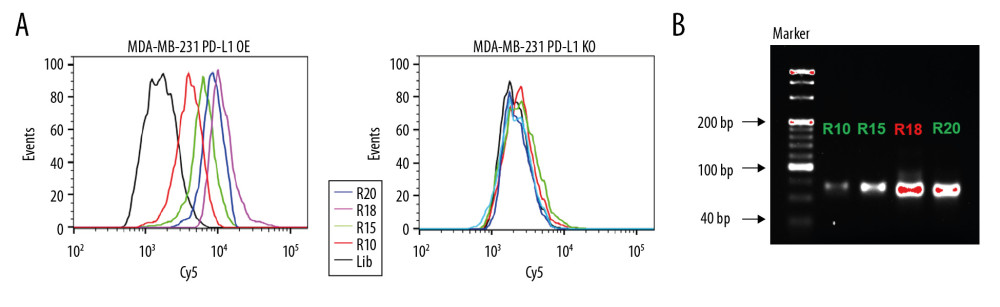 Aptamer selection. (A) Binding ability of enriched ssDNA library and unselected library to target cells. (B) Binding ability of enriched ssDNA library and unselected library to PD-L1 protein. The concentration of ssDNA pool was 250 nM. The data are presented as mean±standard error of the mean and were analyzed by Student’s t-test.