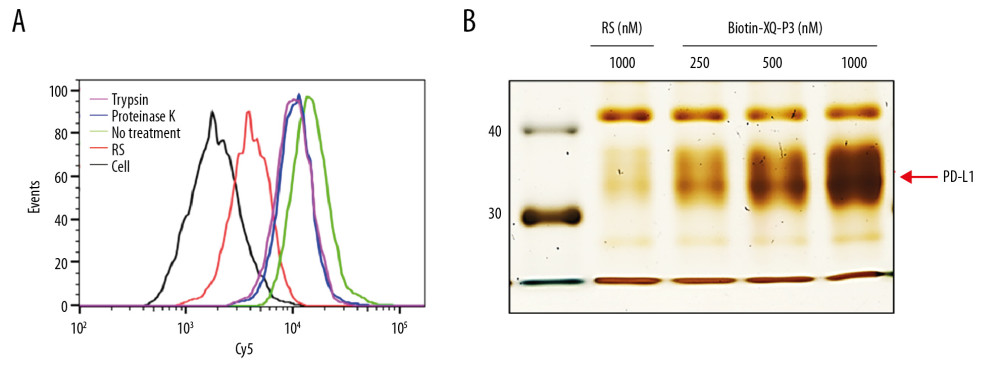 PD-L1 is the target protein for XQ-P3. (A) Internalized assay of aptamer XQ-P3 in MDA-MB-231 PD-L1 OE cells after incubation at 37°C for 2 hours. (B) Different concentrations of XQ-P3 based PD-L1 pull down assay. His tagged PD-L1 protein was immobilized on the Ni-NTA magnetic agarose beads and then incubated with the indicated concentration of DNA.