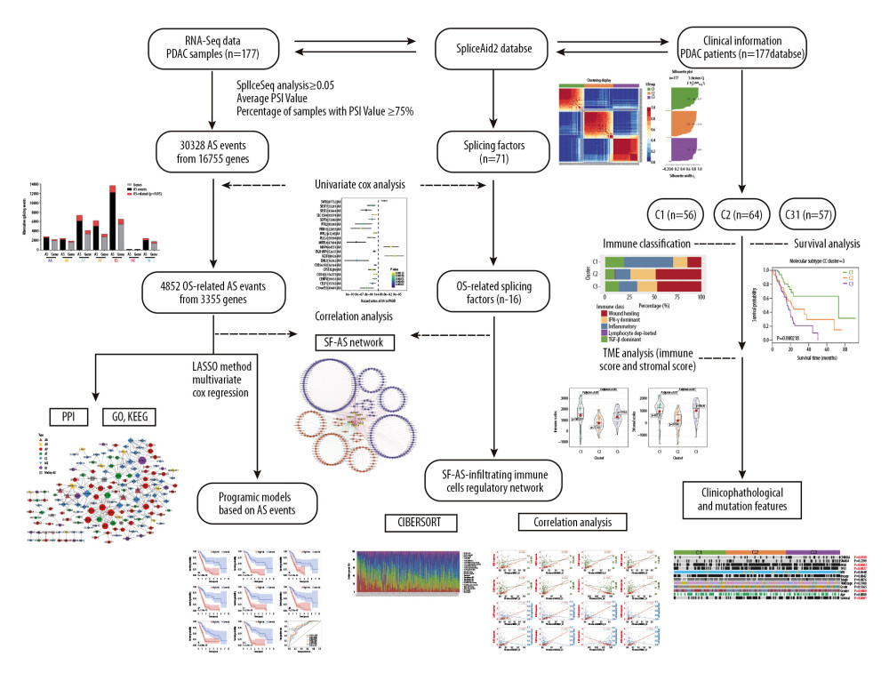 Experimental design of the study. RNA-seq data and clinical information of pancreatic ductal adenocarcinoma (PDAC) patients were extracted from the Cancer Genome Atlas database. Splicing factors were obtained from SpliceAid2 database. Percent spliced in (PSI) value of each AS event was calculated with SpliceSeq analysis, and subjected to stringent filters: average of PSI value ≥0.05 and percentage of samples with PSI value ≥75%. Univariate Cox analysis was used to identify overall survival-related alternate splicing (AS) events and splicing factors. Then, a splicing factor (SF)-AS regulatory network was constructed based on correlation analysis. In terms of OS-related AS events, enrichment analysis was performed on their parent genes for functional exploration, and LASSO multivariate Cox regression was used to build an AS-based prognostic model. CIBERSORT was used to further explore the correlation between SFs, AS events, and immune-infiltrating cells. Finally, to explore the relationship between AS events and patient survival in immune infiltration, consensus clustering was performed on the PDAC cohort. Three clusters exhibited distinct characteristics in survival analysis, immune classification, tumor microenvironment analysis, and clinicopathological features.