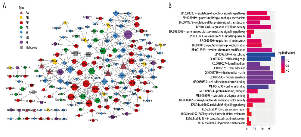 Protein–protein interaction network and functional annotations for parent genes of overall survival (OS)-associated alternative splicing (AS) events in pancreatic ductal carcinoma. (A) Interaction network of top 500 significant OS-associated AS events. Different shapes and colors represent different AS types of parent genes; node size corresponds to the number of neighboring genes. (B) Functional enrichment pathways from gene ontology and Kyoto Encyclopedia of Genes and Genomes (KEGG) analysis. Top 10 significant biological process pathways, and top 5 significant molecular function (MF), cellular component (CC), and KEGG pathways. Color and length of each pathway represent false discovery rate and number of enriched pathways, respectively. AA – alternate acceptor site; AD – alternate donor site; AP – alternate promoter; AT – alternate terminator; ES – exon skipping; HR – hazard ratio; ME – mutually exclusive exons; RI – retained intron.