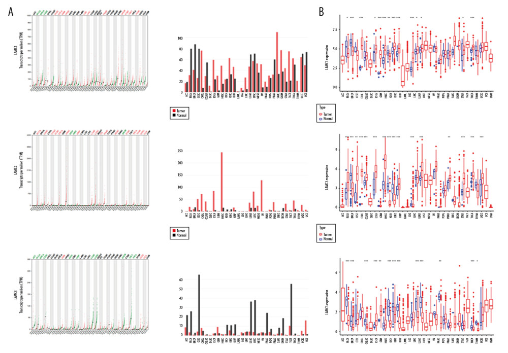 The expressions of LAMC1, LAMC2, and LAMC3 in pan-cancer based on (A) GEPIA and (B) TCGA databases. GEPIA – Gene Expression Profiling Interactive Analysis; TCGA – The Cancer Genome Atlas.