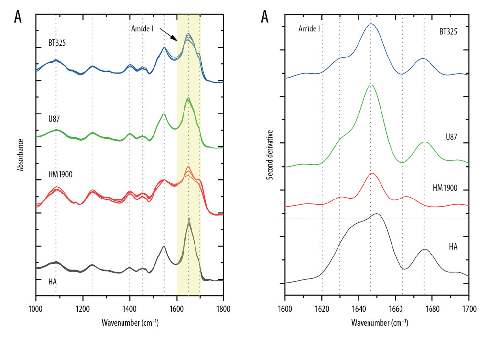 FTIR spectra in the range of 1000–1800 cm−1 (A) and the corresponding second derivative spectra of HA, HM1900, U87 and BT325 cells in amide I band (B).