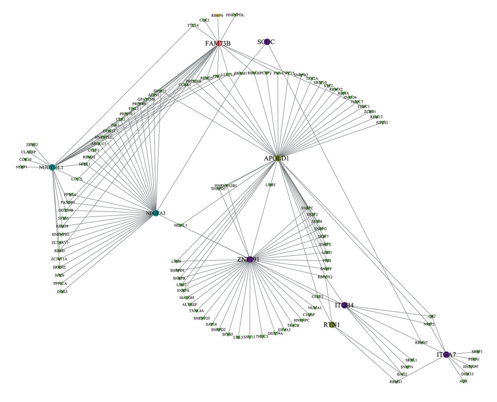 Correlation network between expression of survival AS factors and PSI values of AS genes generated using Cytoscape.