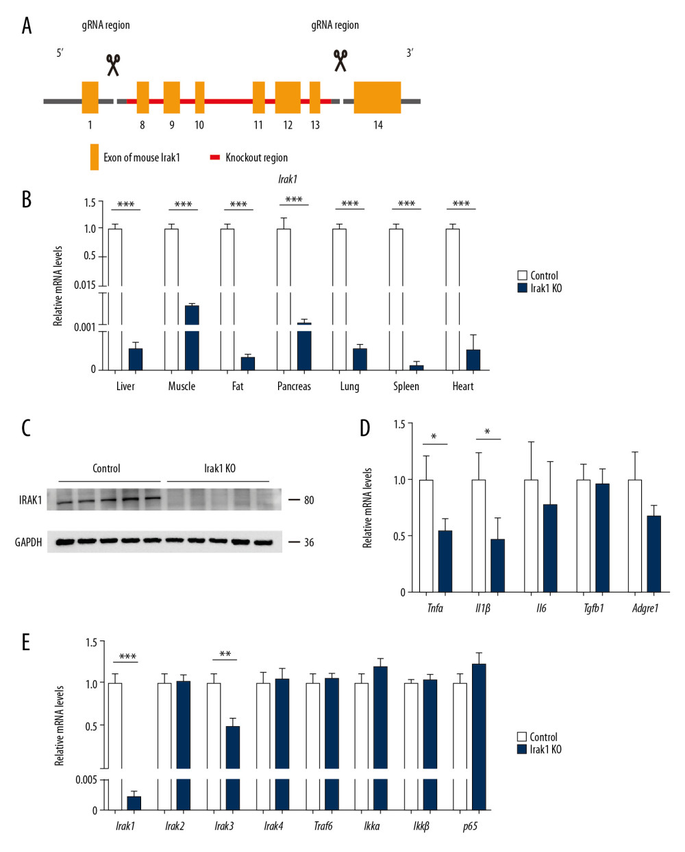 Generation of Irak1 KO mice. (A) Schematic representation of the generation of Irak1 KO mice. (B) Levels of Irak1 mRNA in various tissues of Irak1 KO and control mice (n=6 each). (C) Levels of IRAK1 protein in the livers of Irak1 KO and control mice (n=5 each). (D) Hepatic levels of Tnfα, Il1β, Il6, Tgfb1, and Adgre1 mRNAs in Irak1 KO and control mice (n=6 each). (E) Hepatic levels of Irak1, Irak2, Irak3, Irak4, Traf6, Ikkα, Ikkβ, and p65 mRNAs in Irak1 KO and control mice (n=6 each). Data represent mean±SEM. * p<0.05, ** p<0.01, *** p< 0.001, by t tests.