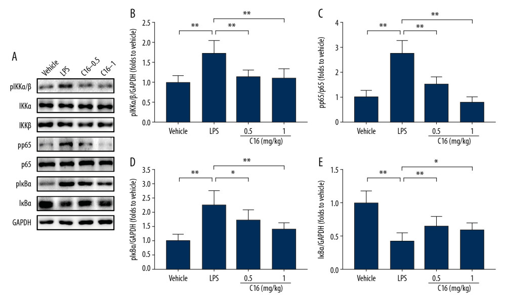 C16 prevents NF-κB activation in lipopolysaccharide-induced acute kidney injury. (A) Immunoblots of phospho-IKKα/β (pIKKα/β), total IKKα (IKKα), total IKKβ (IKKβ), phospho-NF-κB p65 (pp65), total NF-κB p65 (p65), phospho-IκBα (pIκBα), total IκBα (IκBα), and glyceraldehyde-3-phosphate dehydrogenase. The levels of (B) pIKKα/β, (C) pp65, (D) pIκBα, and (E) IκBα were quantitatively analyzed and are shown as mean± standard deviation (n=6). * P<0.05, ** P<0.01.