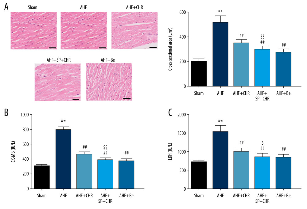 Chrysophanol improved the myocardial damage in AHF rats. After various treatments, rats were sacrificed and myocardial tissues were obtained. (A) Hematoxylin and eosin staining was performed to evaluate the pathological damage and cross-sectional areas of cardiomyocyte were calculated. Scale bar: 100 μm. (B) Creatine kinase-myoglobin (CK-MB) activity and (C) lactate dehydrogenase (LDH) activity analysis in myocardial tissues was assessed using commercially available kits. Each experiment was repeated 3 times. Data are expressed as mean±SEM. * p<0.05, ** p<0.01 vs. sham; # p<0.05, ## p<0.01 vs. AHF; $ p<0.05, $$ p<0.01 vs. AHF+CHR. AHF – acute heart failure; CHR – chrysophanol; SP – SP600125; Be – benazepril.