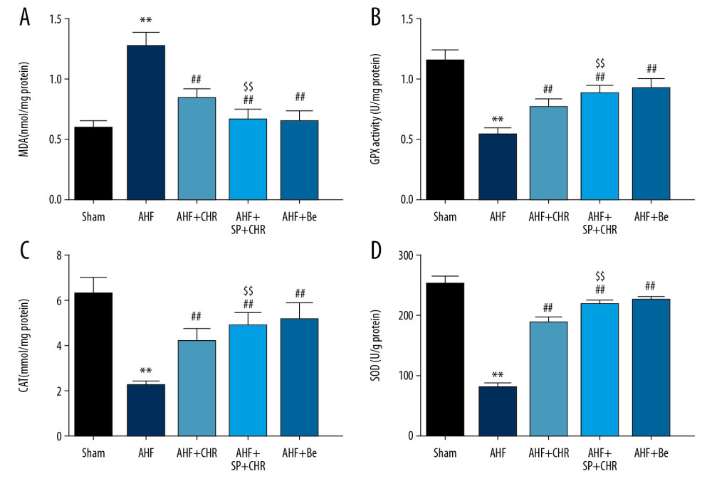 Chrysophanol alleviated the oxidative stress in AHF rats. After various treatment, rats were sacrificed and myocardial tissues were obtained. (A) MDA, (B) GPx, (C) CAT Activity, and (D) SOD Activity were detected. Each experiment was repeated 3 times. Data are expressed as mean±SEM. * p<0.05, ** p<0.01 vs. sham; # p<0.05, ## p<0.01 vs. AHF; $ p<0.05, $$ p<0.01 vs. AHF+CHR. AHF – acute heart failure; CHR – chrysophanol; SP – SP600125; Be – benazepril; MDA – malondialdehyde; GPx – glutathione peroxidase; CAT – catalase; SOD – superoxide dismutase.