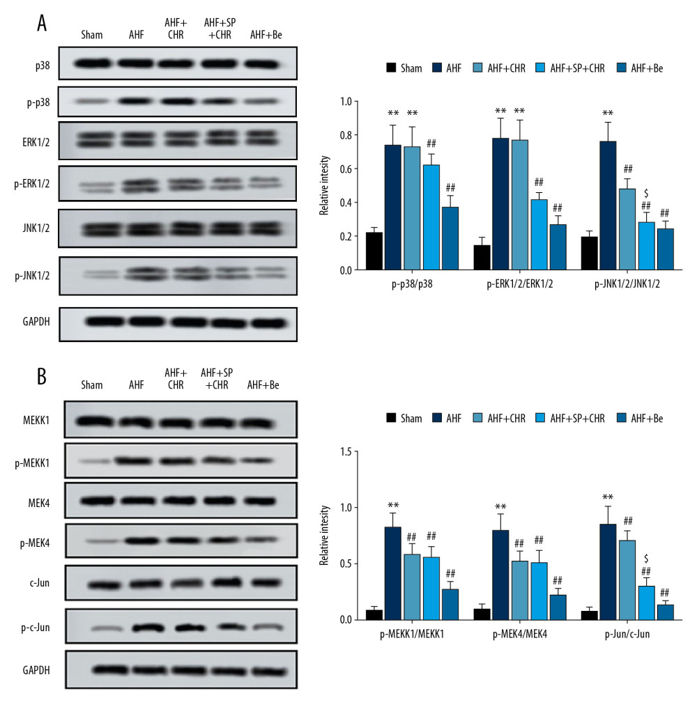 (A, B) Chrysophanol inhibited the activation of JNK1/2 pathway. After various treatments, rats were sacrificed and myocardial tissues were collected to isolate proteins. The expression levels of protein related the MAPK pathway were determined by western blot. Each experiment was repeated 3 times. Data are expressed as mean±SEM. * p<0.05, ** p<0.01 vs. sham; # p<0.05, ## p<0.01 vs. AHF; $ p<0.05, $$ p<0.01 vs. AHF+CHR. AHF – acute heart failure; CHR – chrysophanol; SP – SP600125; Be – benazepril.